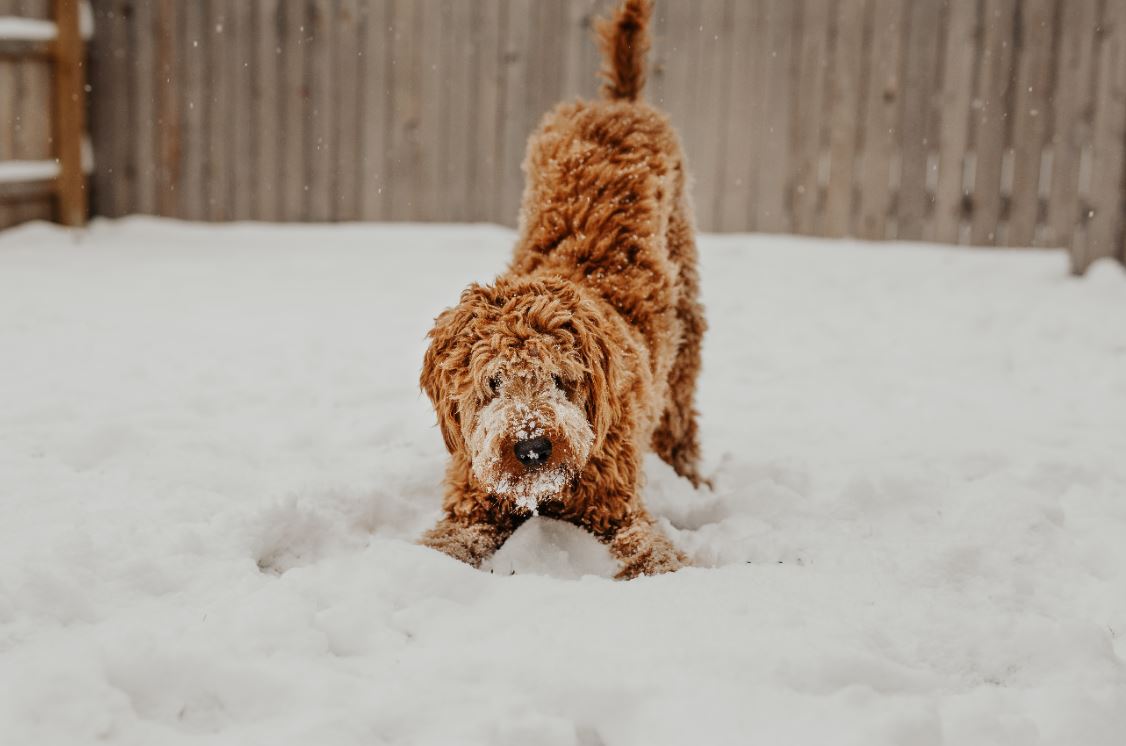 How Long Can My Dog Play in the Snow? - Old Mother Hubbard